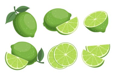 Taze yeşil limon ve dilimler, kesim ve tüm meyveler. Tropikal meyve çizimi..