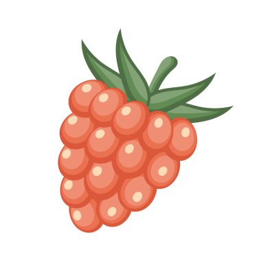 Beyaz arka planda kırmızı ahududu. Tatlı meyve illüstrasyonu.