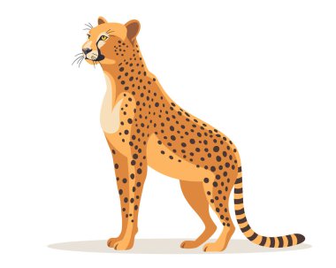 Beyaz arka planda tek başına oturan bir çita. Yırtıcı hayvanın tasarım ve eğitim materyalleri için grafiksel çizimi.