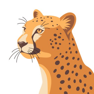 Zarif çita portresi. Çita kafa profili. Yırtıcı hayvanın grafiksel çizimi.