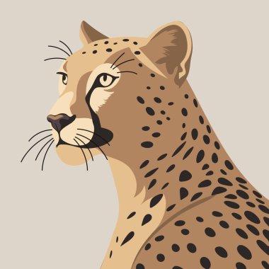 Zarif çita portresi. Çita kafa profili. Yırtıcı hayvanın grafiksel çizimi.