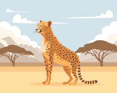 Afrika savanasında çita var. Yırtıcı hayvan tasviri.