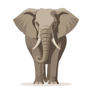 Afrika fili, ön manzara. Beyaz arka planda izole edilmiş fil memelisi. Görüntü.