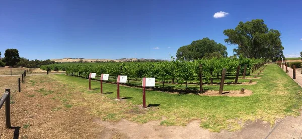 ジェイコブ クリークのブドウ畑で収穫されたブドウの列 — ストック写真