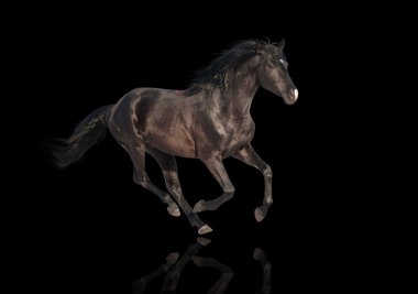 siyah arka plan üzerine siyah at izole