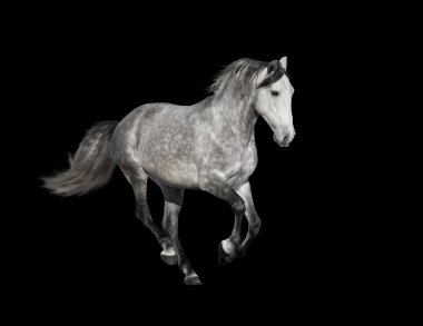 siyah arka plan üzerine gri at izole