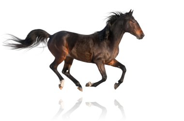 izole kahverengi horseon beyaz arka plan