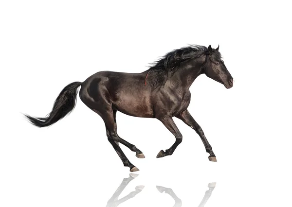 Aislado del caballo negro — Foto de Stock