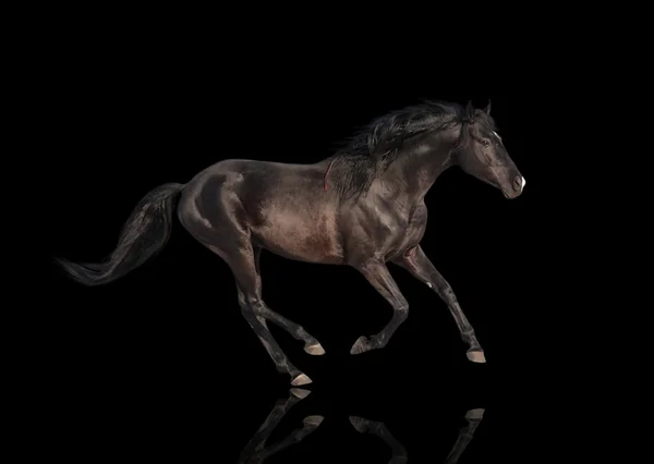 Izolovat z černého koně — Stock fotografie