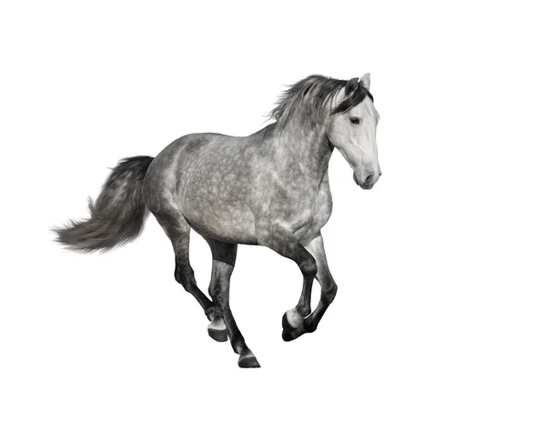 Isolato del cavallo grigio sullo sfondo bianco — Foto Stock