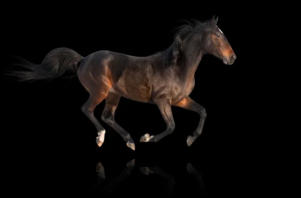 Isolatet av den bruna horseon den svarta bakgrunden — Stockfoto