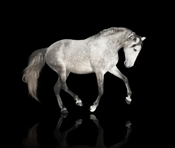 Isoleren van het grijze paard op de zwarte achtergrond — Stockfoto