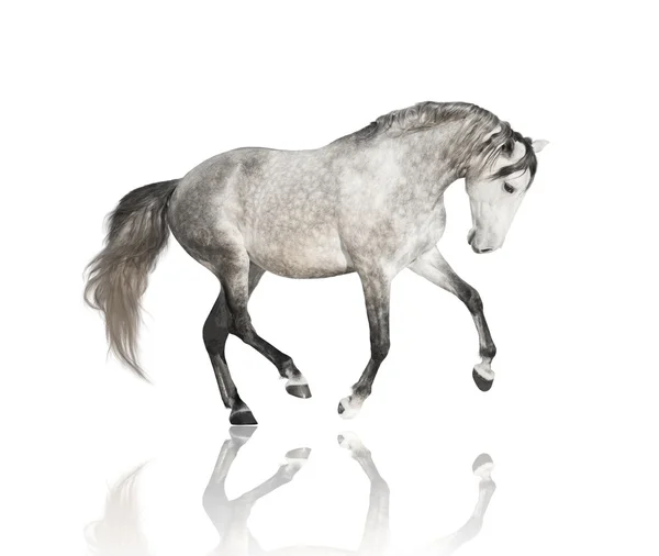 Isolato del cavallo grigio sullo sfondo bianco — Foto Stock