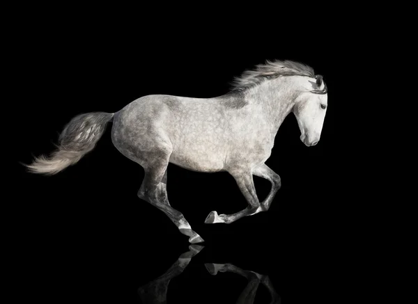 Isolado do cavalo cinzento no fundo preto — Fotografia de Stock