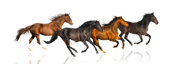 Isolado de quatro cavalos galopantes sobre o fundo branco — Fotografia de Stock