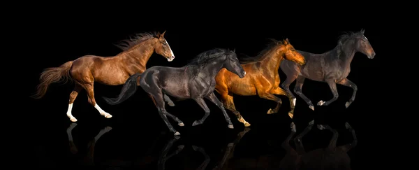 Isolado de quatro cavalos galopantes sobre o fundo preto — Fotografia de Stock