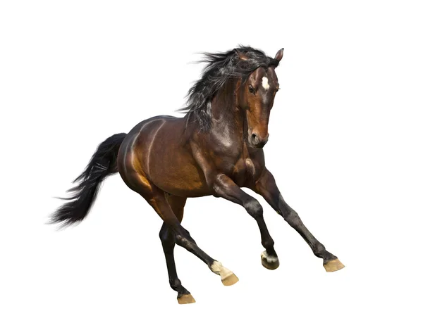 Isolera den bruna hästen — Stockfoto