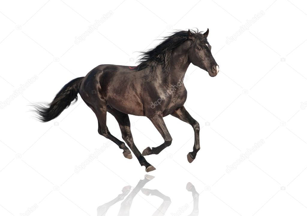 isolate of the black horse on the white background