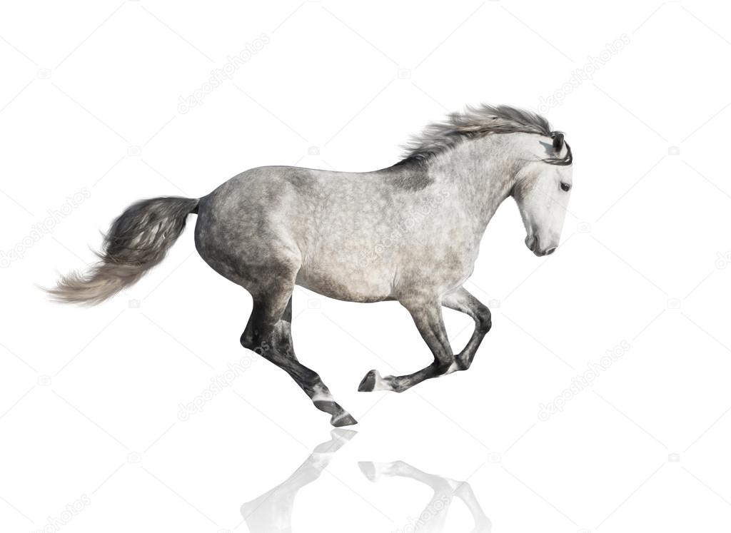 isolate of the gray horse on the white background