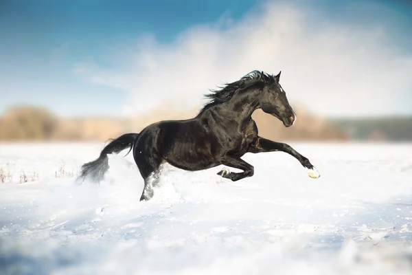 Cavalo preto correr na neve — Fotografia de Stock