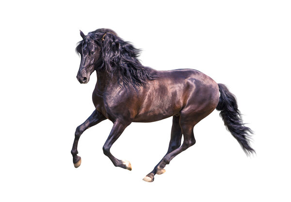 изоляция черной андалузской лошади бежит на белом фоне
