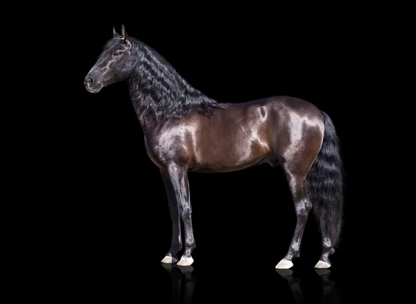 Isolado do cavalo andaluz castanho exterior — Fotografia de Stock
