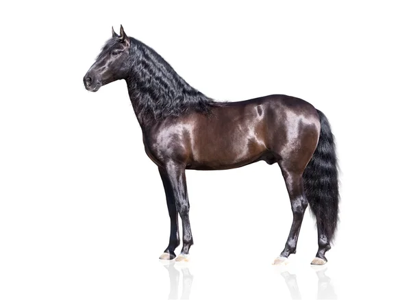 Aislado del caballo andaluz marrón exterior — Foto de Stock