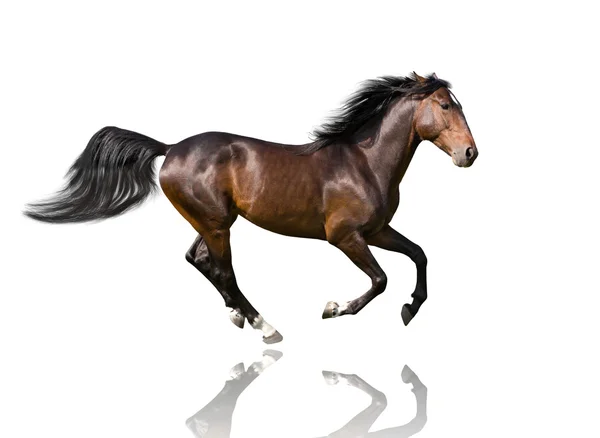 Isoliert vom braunen Pferd, das auf dem weißen Hintergrund galoppiert — Stockfoto