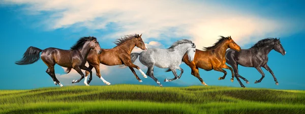 Gruppe galoppierender Pferde auf grünem Gras vor himmelblauem Hintergrund — Stockfoto