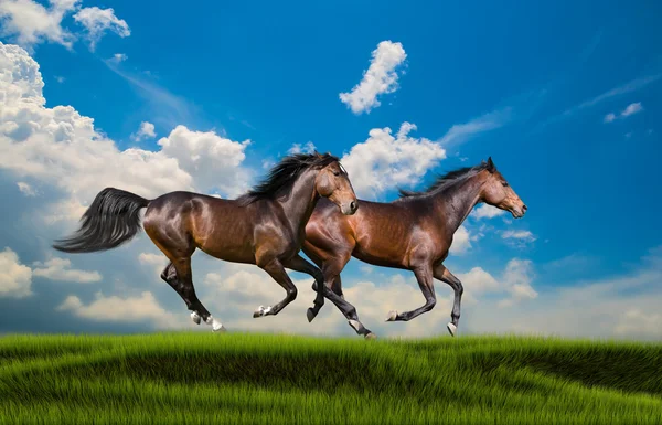Две коричневые лошади бегут по зеленой траве на голубом фоне неба — стоковое фото