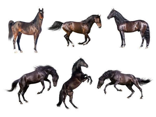 Horses collection isolated on the white background