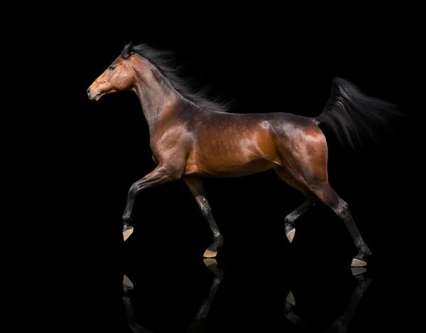 Isolado do cavalo marrom trote sobre o fundo preto — Fotografia de Stock