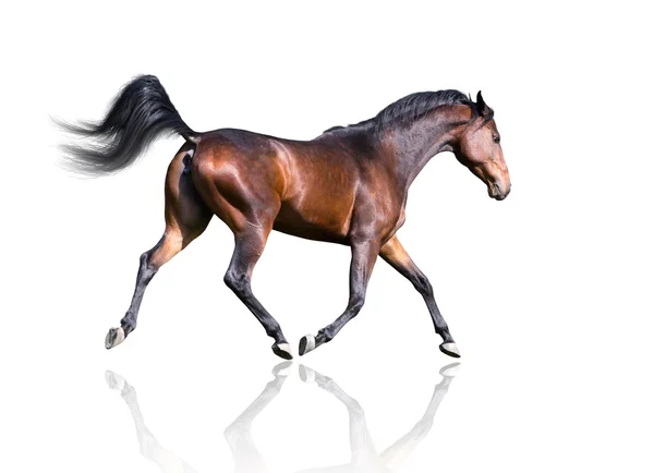 Aislado del caballo marrón trotando sobre el fondo blanco — Foto de Stock