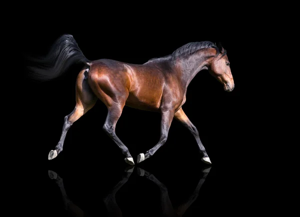 Isoleren van het bruine paard, draven op de zwarte achtergrond — Stockfoto