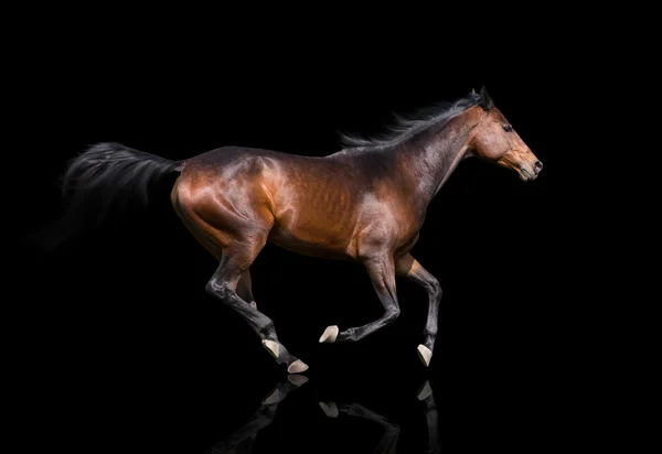 Isolado do cavalo marrom trote sobre o fundo preto — Fotografia de Stock