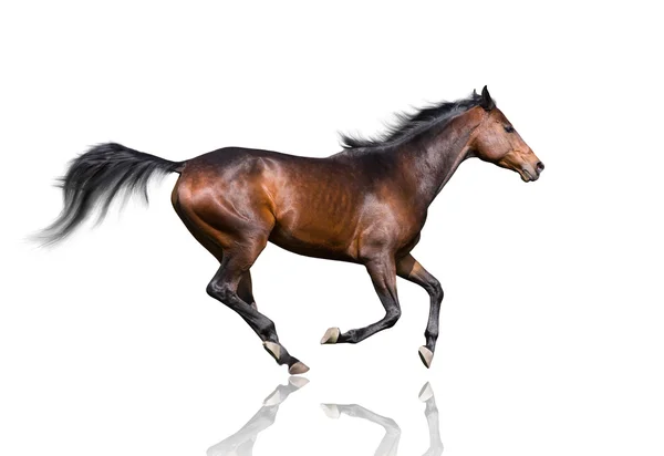 Изоляция коричневой лошади рысью на белом фоне — стоковое фото