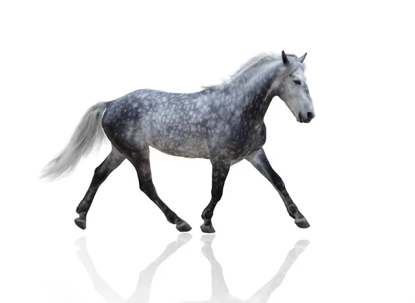 Isolate of a gray horse go on the white background — Stock Photo, Image