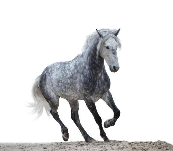 Aislado de un caballo gris correr sobre el fondo blanco —  Fotos de Stock