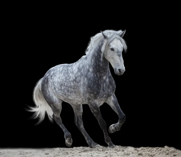 Isolat d'un cheval gris couru sur fond noir — Photo