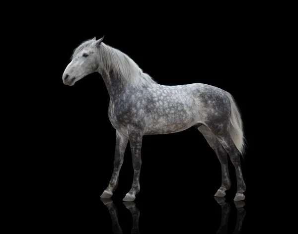 Isolat d'un cheval gris rester sur le fond noir — Photo