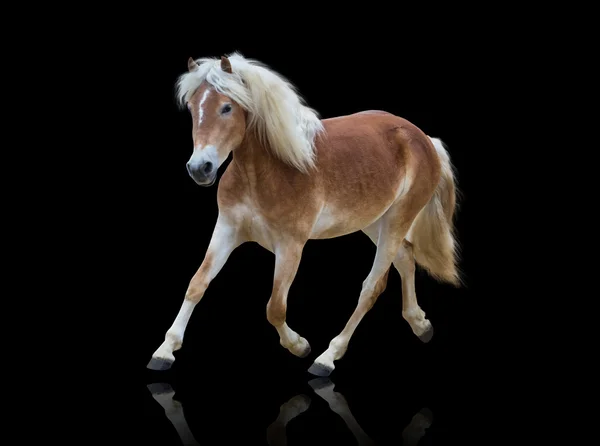 Isoleren van een gele paard gaan op de zwarte achtergrond — Stockfoto