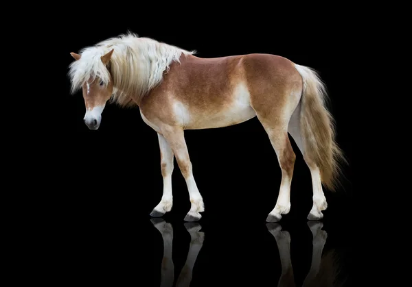 Isolate of a yellow horse stay on the black background — Stock Photo, Image