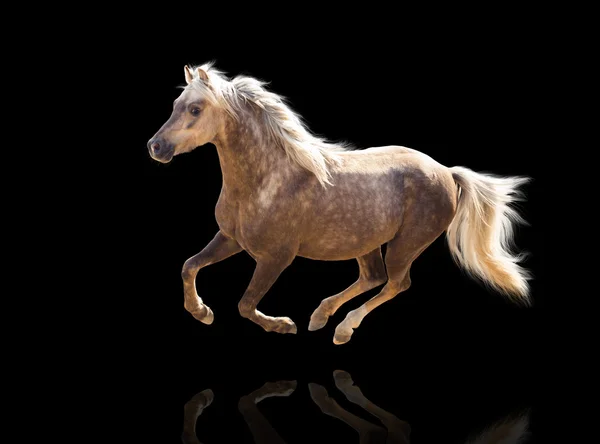 Isolate of a yellow horse run on the black background — Stock Photo, Image