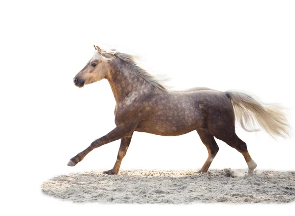 Aislado de un caballo amarillo correr sobre el fondo blanco — Foto de Stock