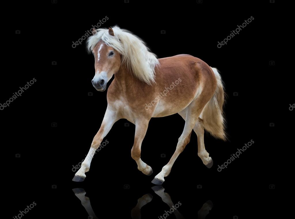 Isolate Of A Yellow Horse Go On The Black Background Stock Photo C Ashva Pictures 106079206