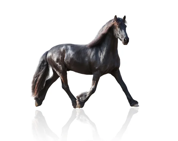 Isolate of the black Frisian horse runs on a white background — Stock Photo, Image