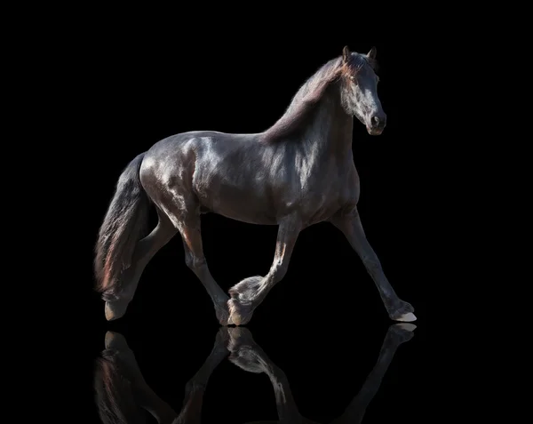 isolate of the black Frisian horse runs on a black background