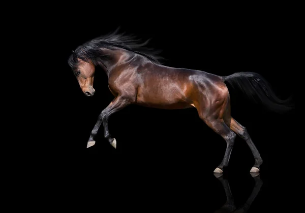 Isolation des braunen Pferdes, das auf dem schwarzen Hintergrund springt — Stockfoto