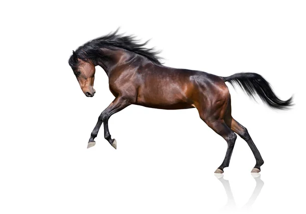 Изоляция коричневой лошади, прыгающей на белом фоне — стоковое фото