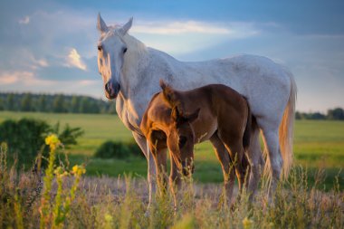 Kırmızı Tay ile Beyaz mare adlı sahada yaz